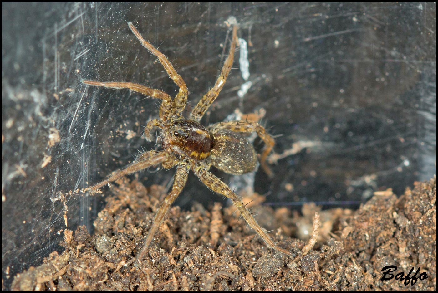 Pardosa sp.